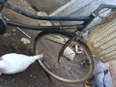 Bicicleta vintage con canasto - miniatura 4