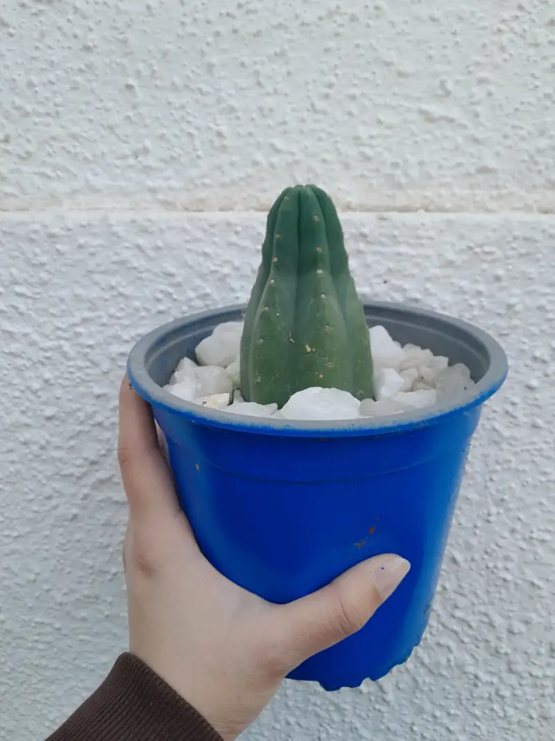 Cactus san pedro en maceta azul - 1