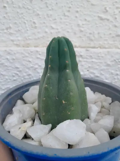 Cactus san pedro en maceta azul - miniatura 2