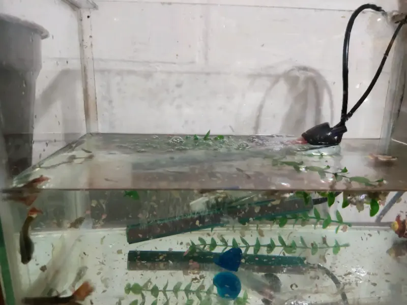 Pecera con peces - 1