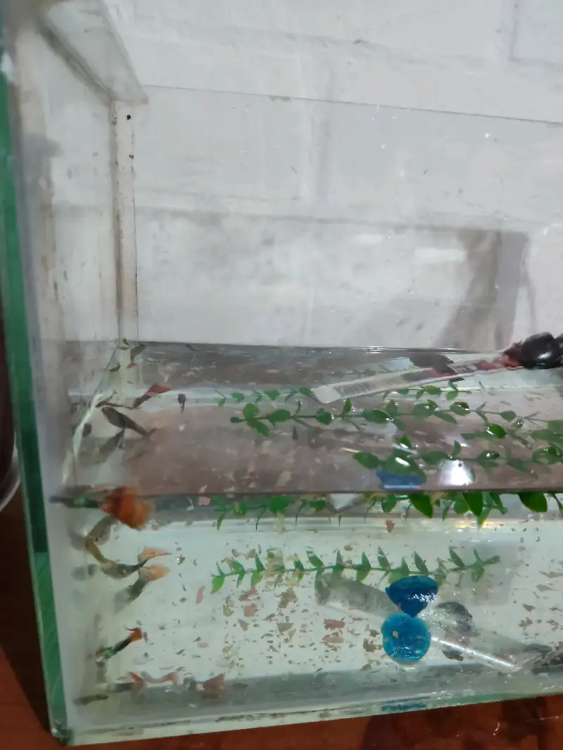 Pecera con peces - 2