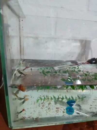 Pecera con peces - miniatura 2