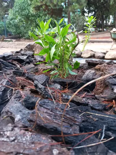 Corteza de pino para jardinería - miniatura 2