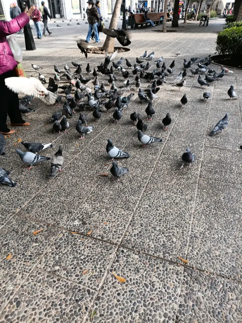 Palomas Fresquitas - 1