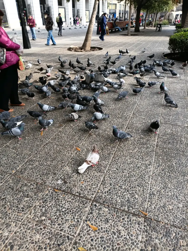 Palomas Fresquitas - 2