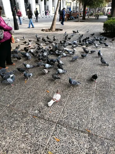 Palomas Fresquitas - miniatura 2