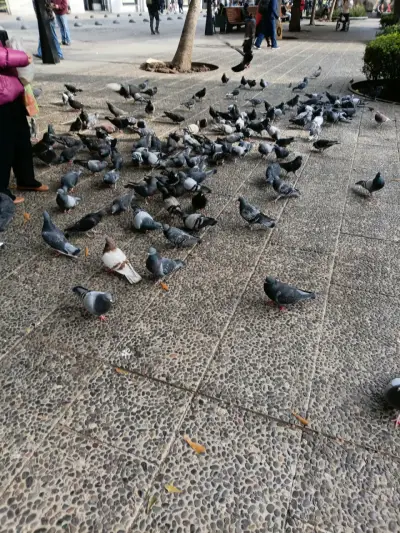Palomas Fresquitas - miniatura 3