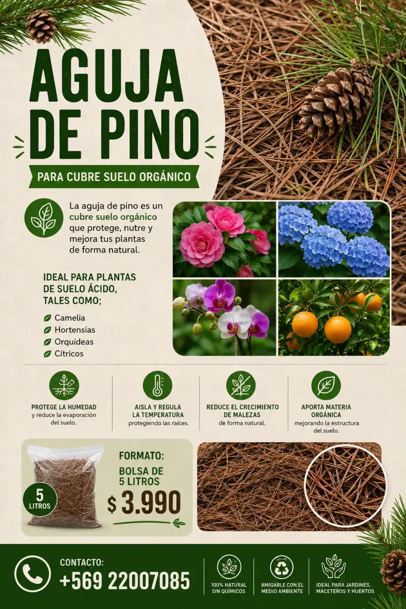 Aguja de pino - 1