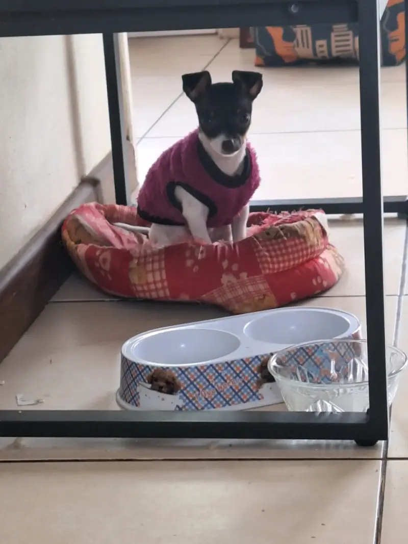 Cachorra Mini pincher
