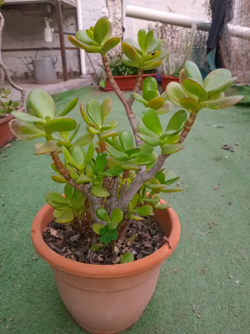 Planta jade en maceta