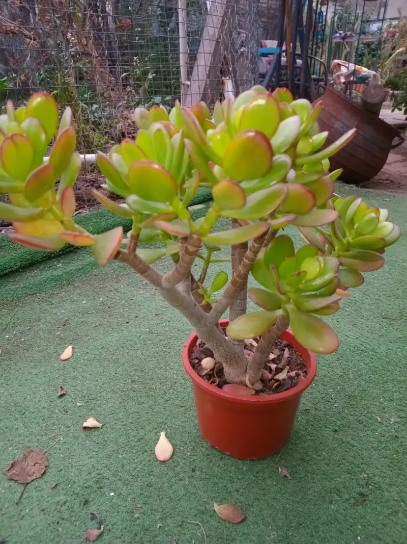 Planta suculenta en maceta