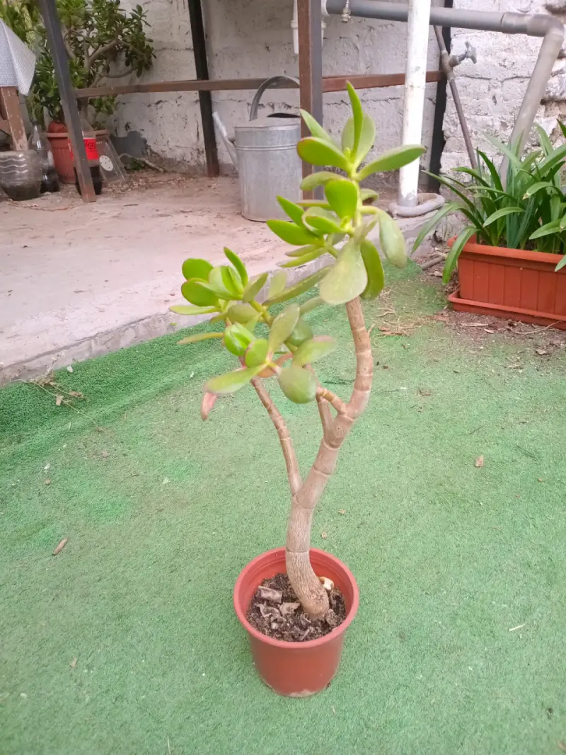 Planta de jade en maceta