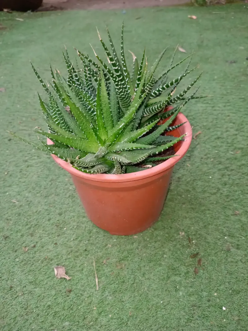 Maceta con planta suculenta tigre