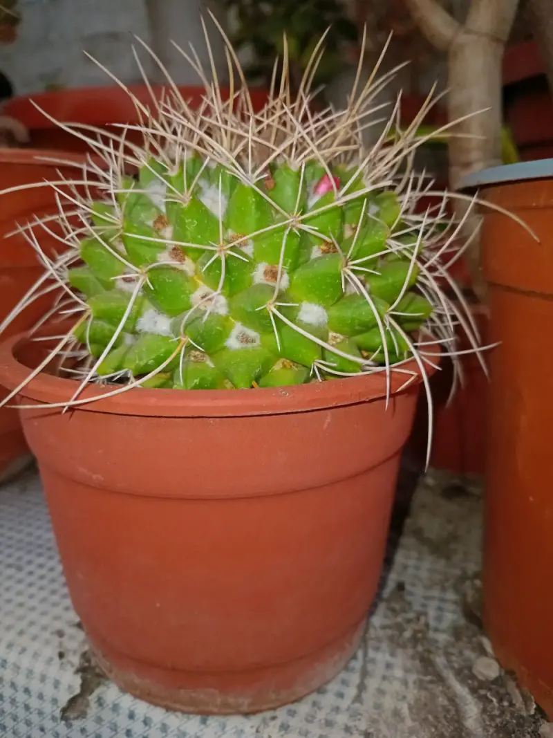 Cactus en maceta plástica