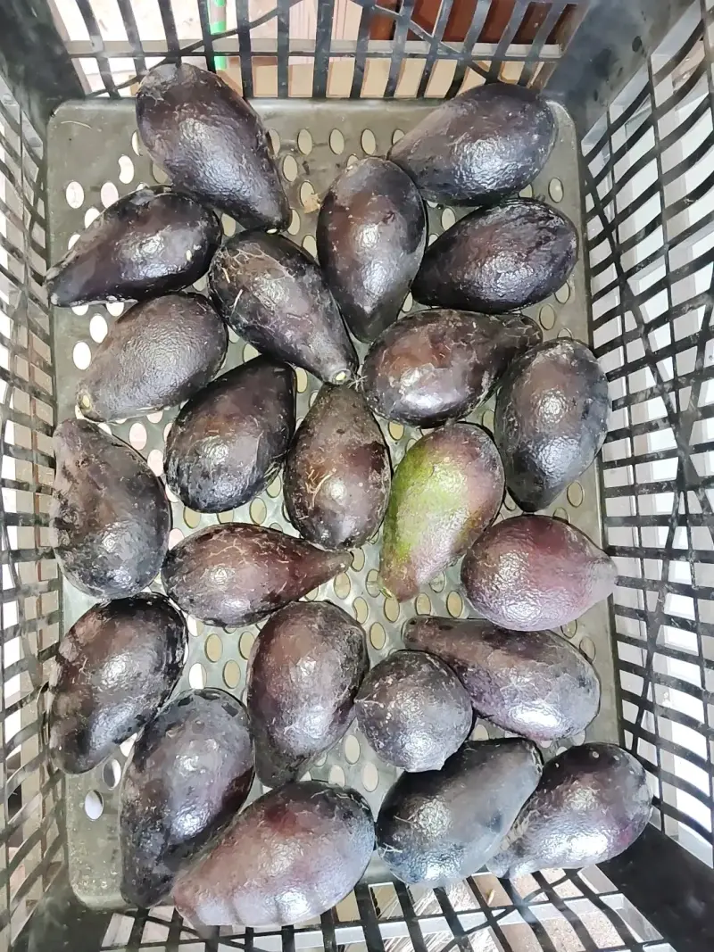Palta Negra de la Cruz - 1