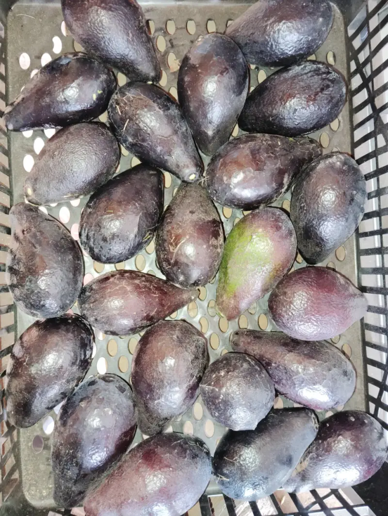 Palta Negra de la Cruz - 2