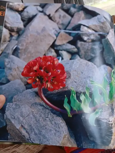 Libro Descubriendo El Desierto Florido - miniatura 2