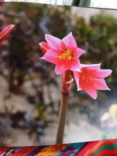 Libro Descubriendo El Desierto Florido - miniatura 4