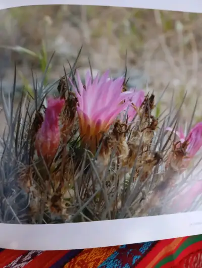 Libro Descubriendo El Desierto Florido - miniatura 5