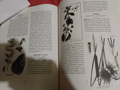 LIBRO " PLANTAS MEDICINALES Y ALIMENTICIAS DE CHIL - miniatura 5
