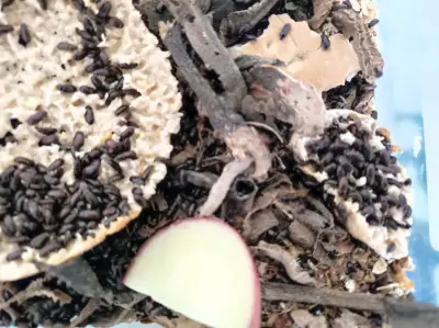 Gorgojos chinos adultos - miniatura 2