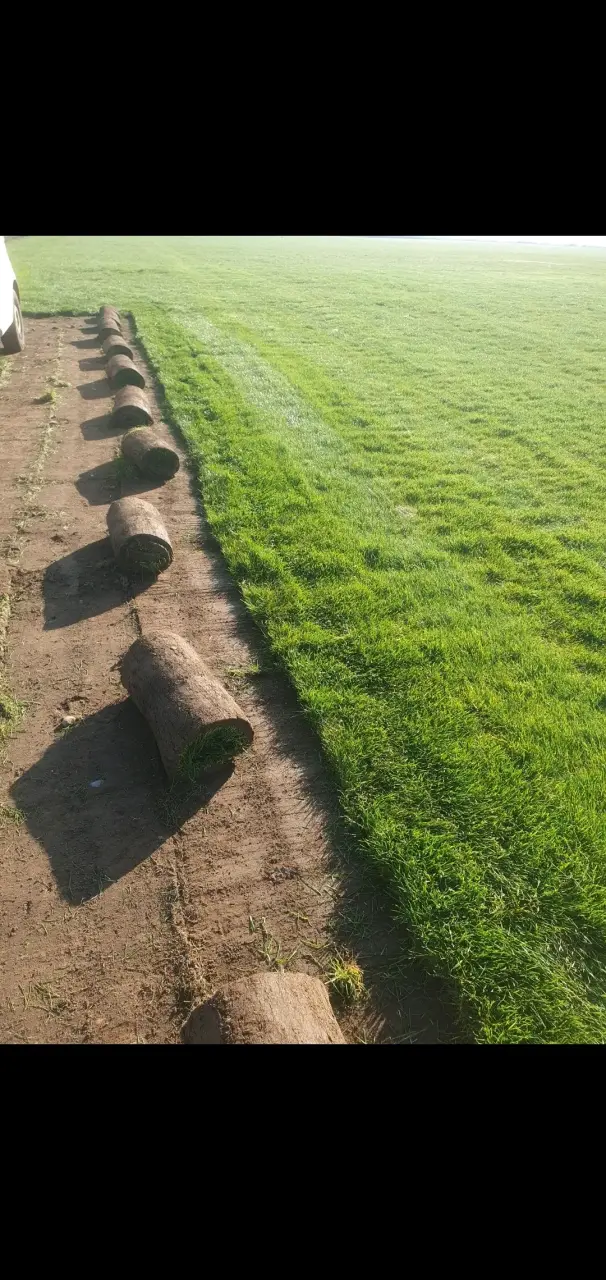 Pasto en rollo - 1
