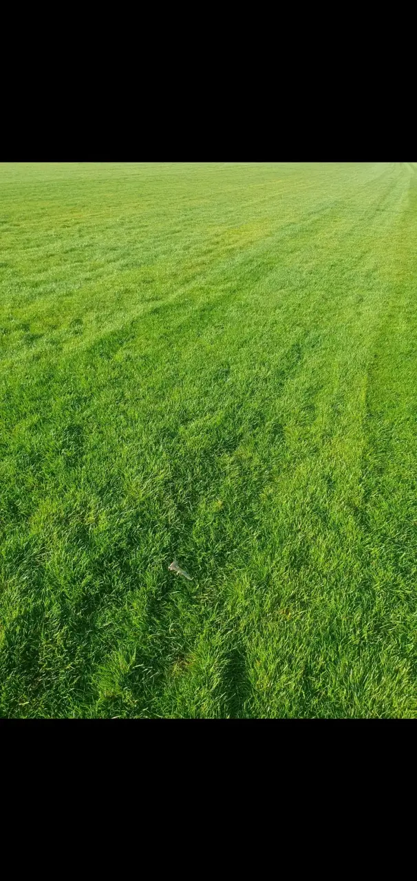 Pasto en rollo - 2