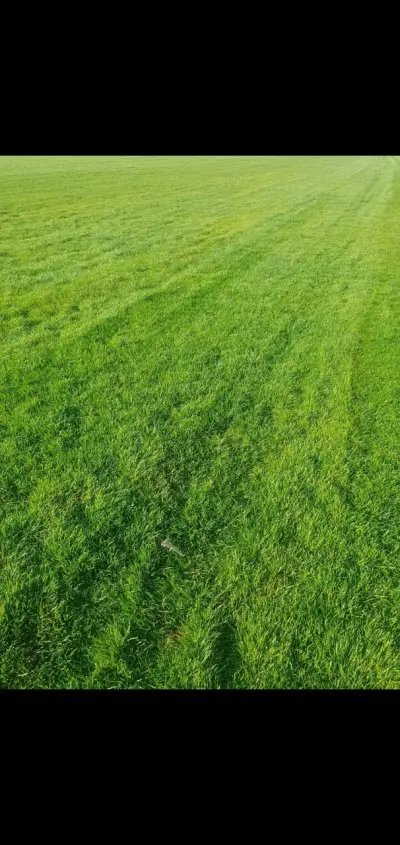 Pasto en rollo - miniatura 2