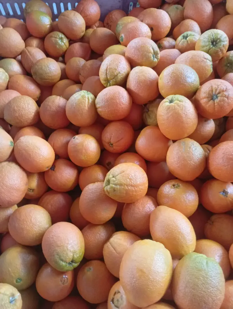 Naranja por Vin o - 6