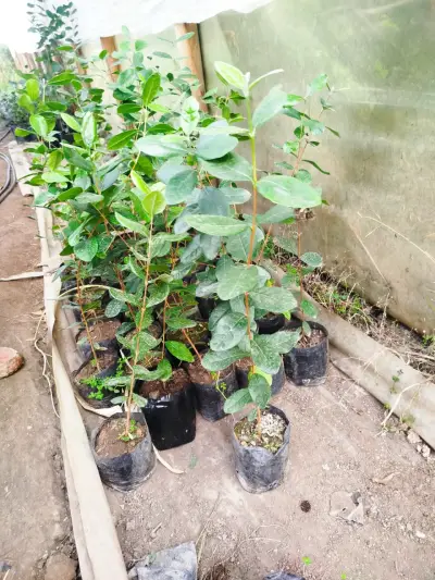 Feijoa - miniatura 1