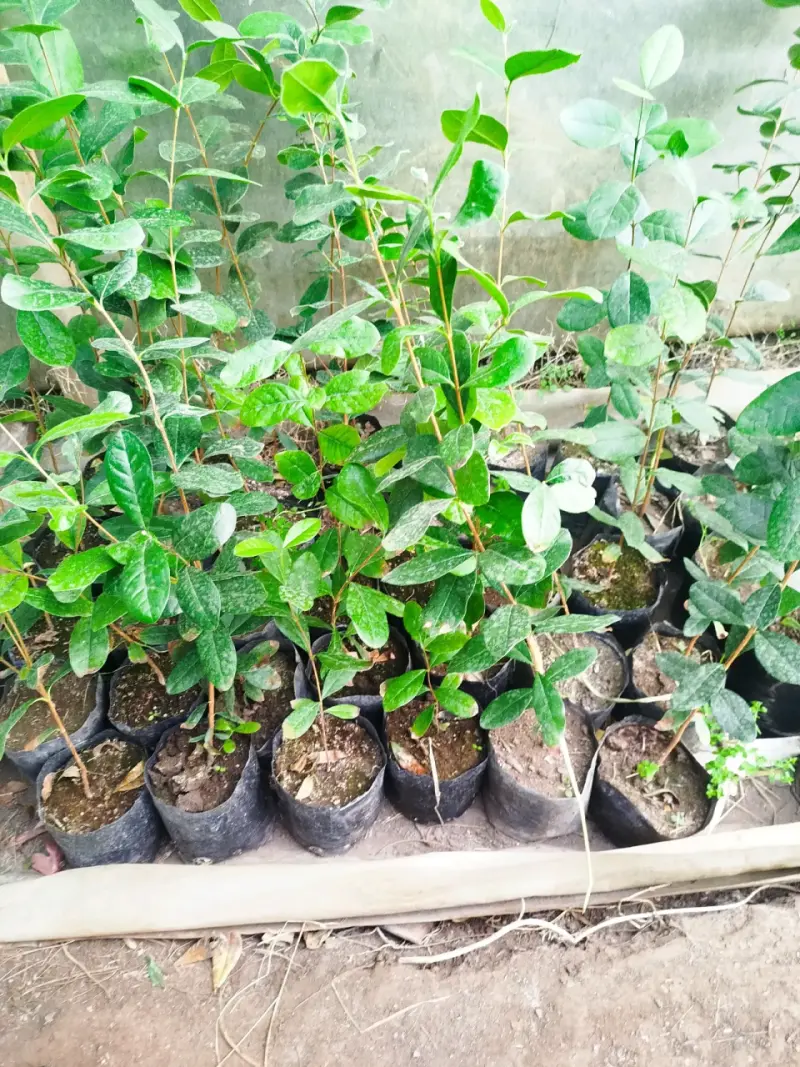 Feijoa - 2