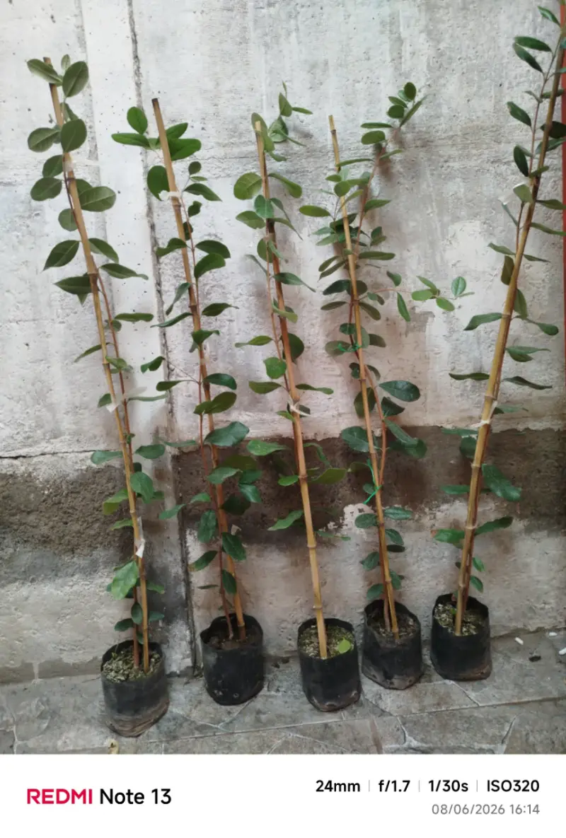 Feijoa - 3