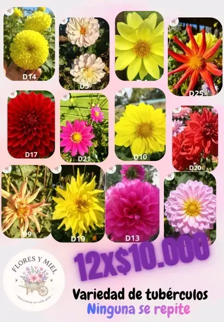 Tubérculos de flores variados - 1