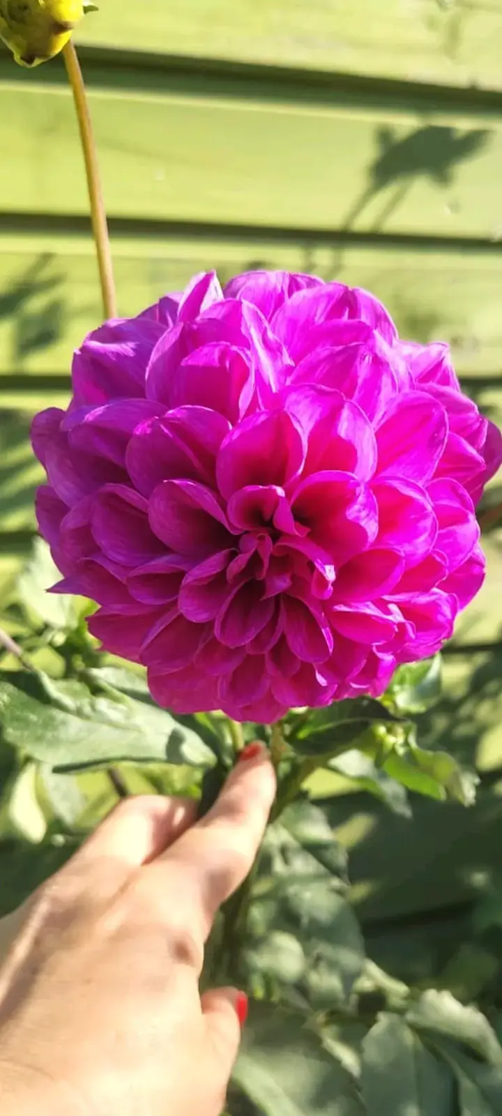 Tubérculos de flores variados - 2