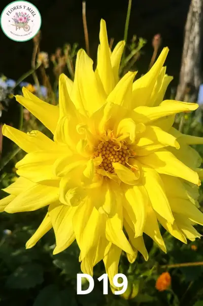 Tubérculos de flores variados - miniatura 3