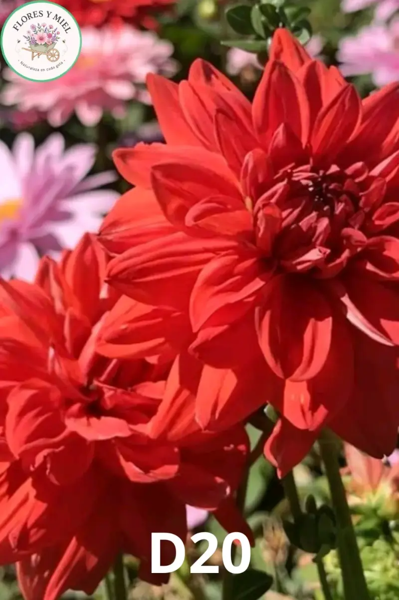 Tubérculos de flores variados - 5