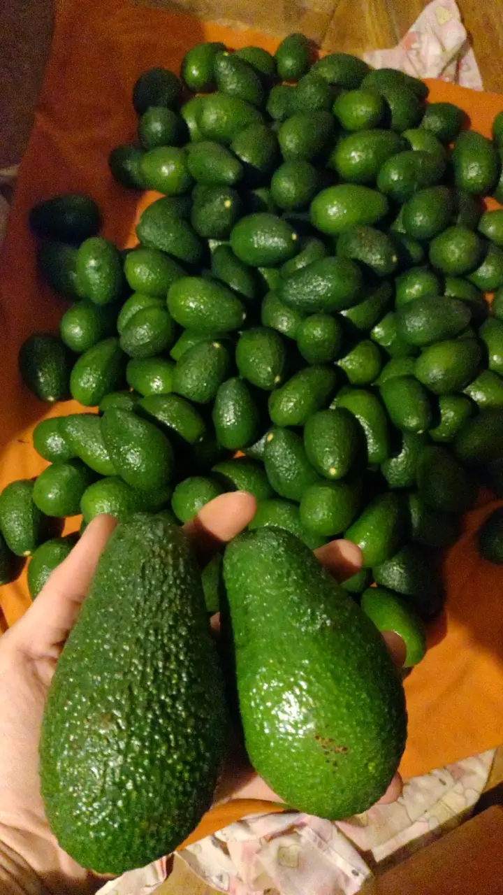 Palta Hass Chilena 🥑 - 1