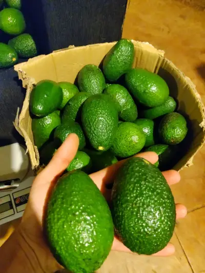 Palta Hass Chilena 🥑 - miniatura 2