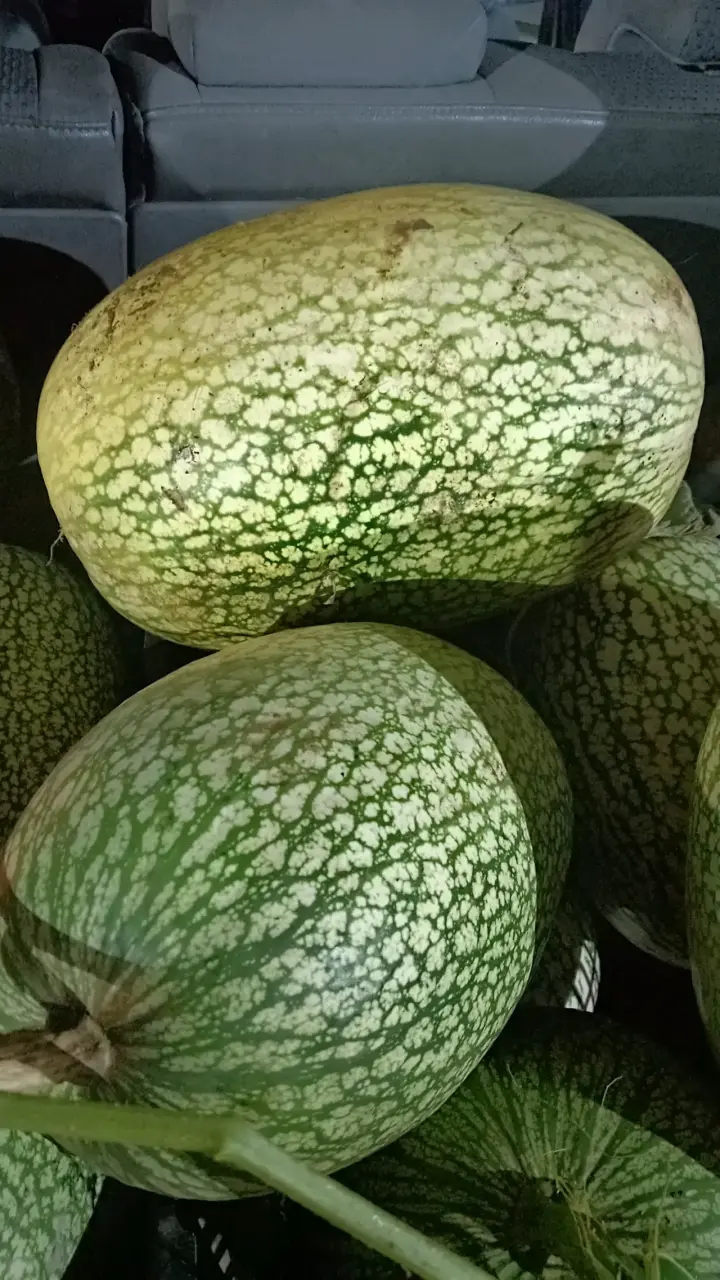 Alcayotas