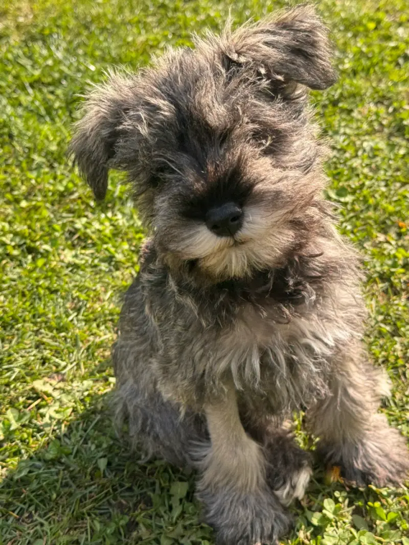 Cachorro schnauzer miniatura inscritos - 1