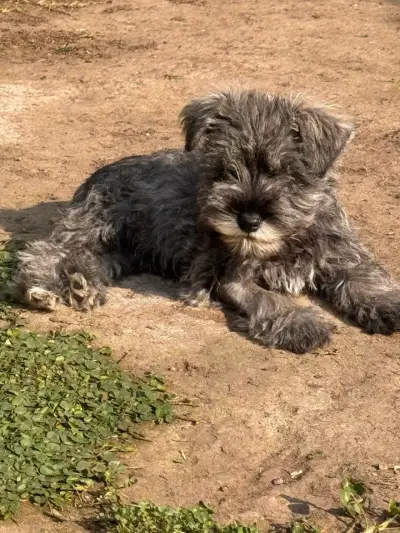 Cachorro schnauzer miniatura inscritos - miniatura 2