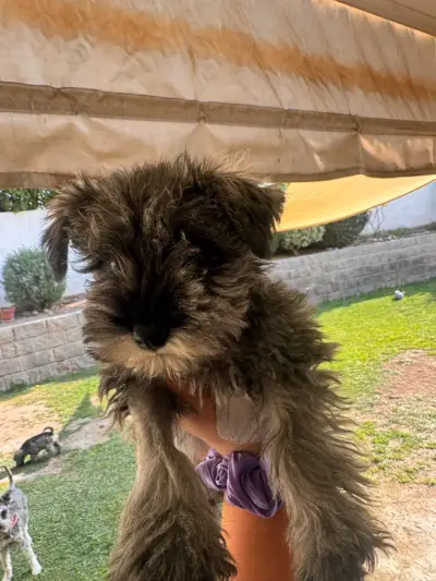 Cachorro schnauzer miniatura inscritos - miniatura 3