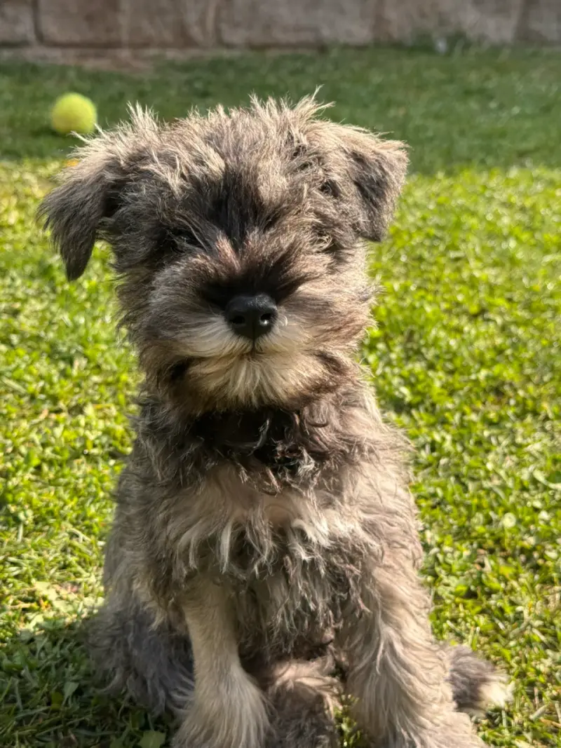 Cachorro schnauzer miniatura inscritos - 4