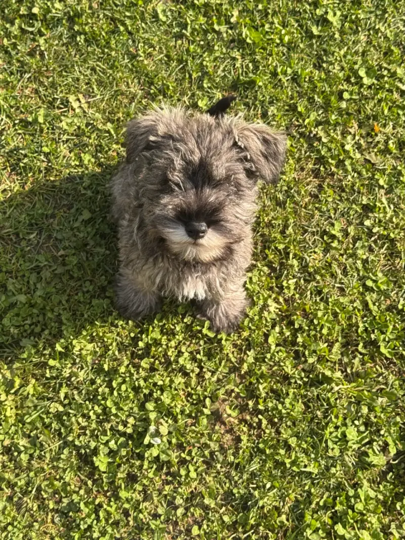 Cachorro schnauzer miniatura inscritos - 5
