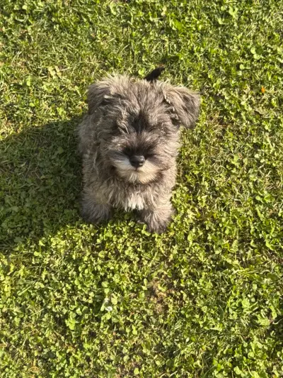 Cachorro schnauzer miniatura inscritos - miniatura 5