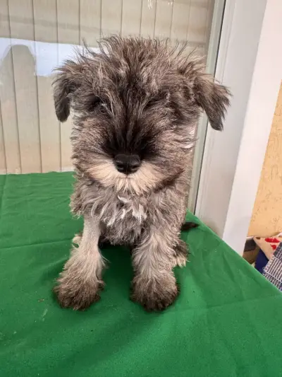 Cachorro schnauzer miniatura inscritos - miniatura 6