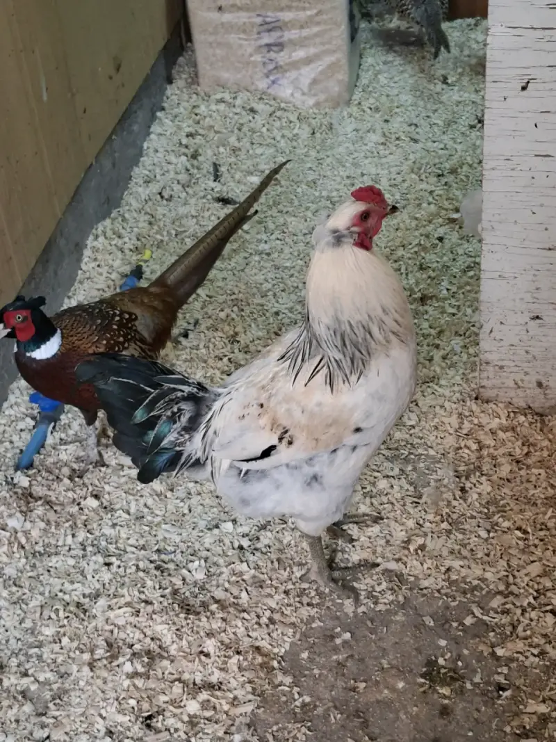 Gallo ketro armiñado - 1