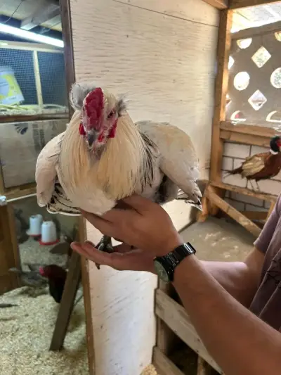 Gallo ketro armiñado - miniatura 3