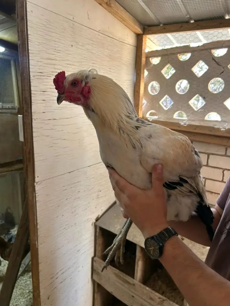 Gallo ketro armiñado - 5