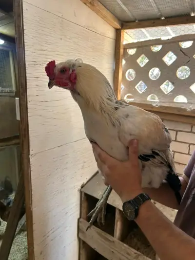 Gallo ketro armiñado - miniatura 5